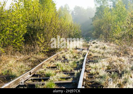 Overgrown old and used railroad tracks leading through a wooded swamp area in the morning Stock Photo