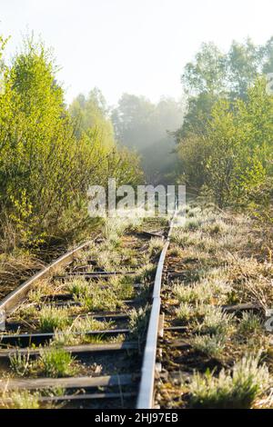 Overgrown old and used railroad tracks leading through a wooded swamp area in the morning Stock Photo