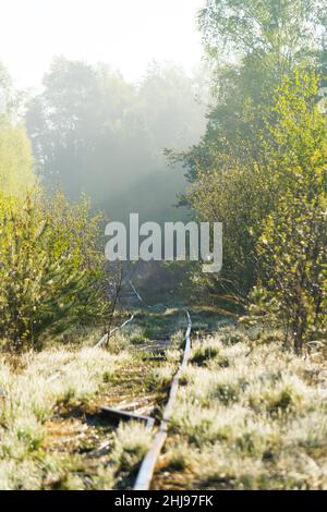 Overgrown old and used railroad tracks leading through a wooded swamp area in the morning Stock Photo