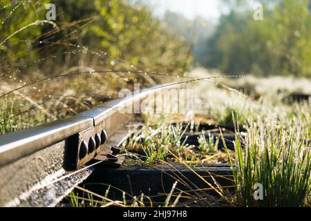 Overgrown old and used railroad tracks leading through a wooded swamp area in the morning Stock Photo