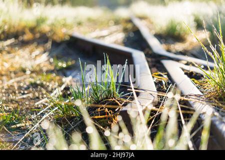 Overgrown old and used railroad tracks leading through a wooded swamp area in the morning Stock Photo