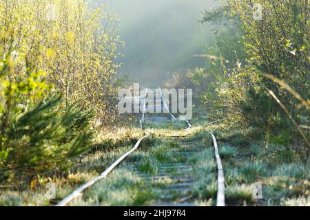 Overgrown old and used railroad tracks leading through a wooded swamp area in the morning Stock Photo