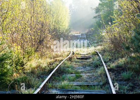 Overgrown old and used railroad tracks leading through a wooded swamp area in the morning Stock Photo