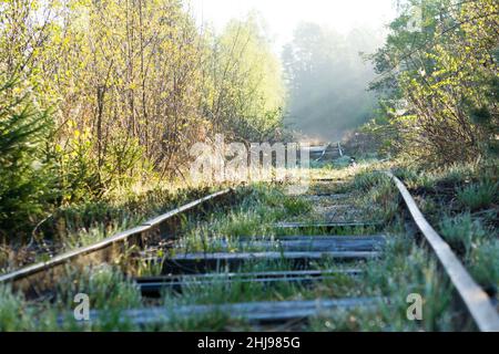 Overgrown old and used railroad tracks leading through a wooded swamp area in the morning Stock Photo