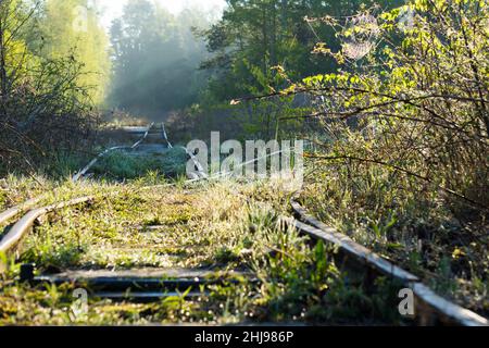 Overgrown old and used railroad tracks leading through a wooded swamp area in the morning Stock Photo