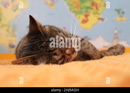 Sleeping kitten on orange blanket. Close-up and perspective shortcut. A map of the world in the background. Stock Photo