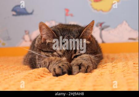 Sleeping kitten on orange blanket. Close-up and perspective shortcut. A map of the world in the background. Stock Photo