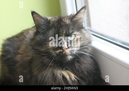A beautiful long-haired tortie cat sits on a windowsill without an eye.The cat lost her eye when she was homeless. Now she is safe. Stock Photo
