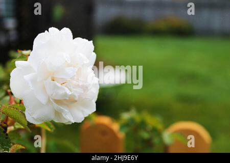 Close-up of a white rose with dew on its petals. Stock Photo
