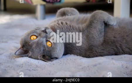 A beautiful British shorthair blue cat lies on its back and looks at the camera Stock Photo