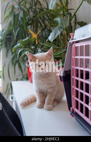 A small cute shorthair kitten sits on a table with green plants in the background and looks at the camera Stock Photo