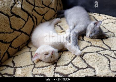 two very tired funny kittens taking a nap on the couch Stock Photo