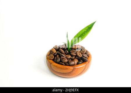 bamboo sprout in a bowl full of coffee beans Stock Photo