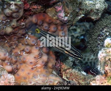 A Fiveline Cardinalfish (Cheilodipterus quinquelineatus) in the Red Sea, Egypt Stock Photo