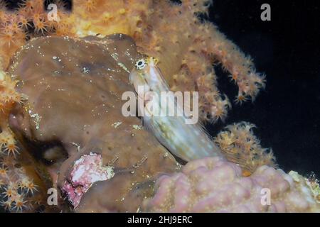 A Dentex Blenny (Ecsenius dentex) in the Red Sea Stock Photo
