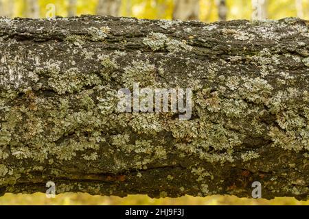Moss on a branch of an old birch tree perpendicular to the trunk. Stock Photo