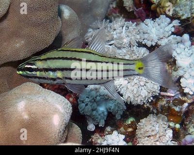 A Fiveline Cardinalfish (Cheilodipterus quinquelineatus) in the Red Sea, Egypt Stock Photo