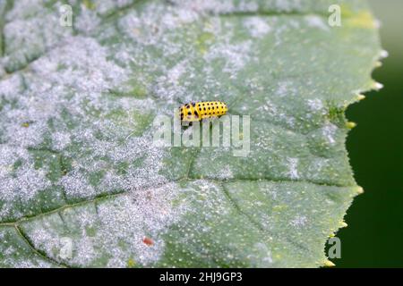 22-spot ladybird, Psyllobora vigintiduopunctata, family Coccinellidae eating powdery mildew on zucchini foliage. Larva on a zucchini leaf. Stock Photo