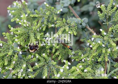 Wild bees on ornamental sheds and flowering herbs (Greek oregano) in the garden. Stock Photo