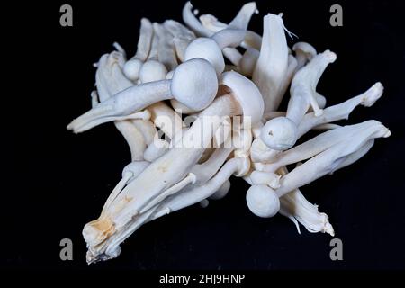 H. marmoreus, rich meaty white shimeji Stock Photo