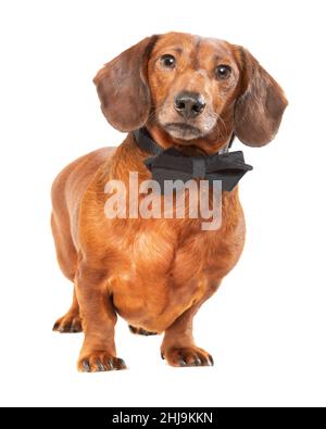 Vertical shot of a sophisticated weiner dog wearing a black bowtie isolated on white.  Copy space. Stock Photo