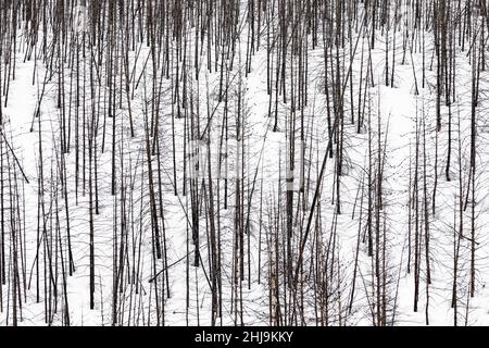 Lodgepole Pine, Pinus contorta, trees killed by forest fire in Grand Teton National Park, Wyoming, USA Stock Photo