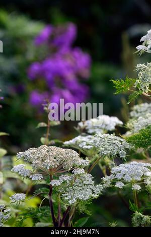 Selinum wallichianum,umbellifer,mixed planting combination,mixed border,mixed bed,garden,gardens,RM Floral Stock Photo