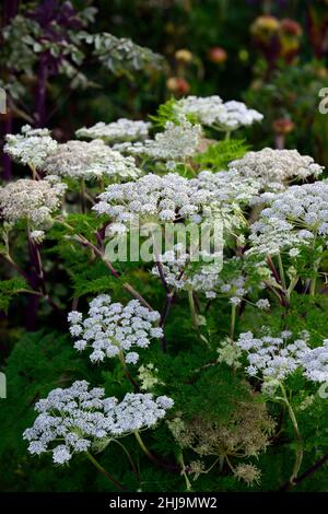 Selinum wallichianum,umbellifer,mixed planting combination,mixed border,mixed bed,garden,gardens,RM Floral Stock Photo