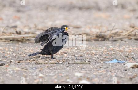 Great cormorant (Phalacrocorax carbo) drying wings on beach Guadalhorce, Andalusia, spain. Stock Photo