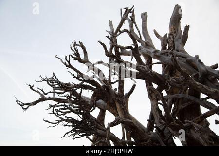 Old dead wood tree roots against a white background. Stock Photo