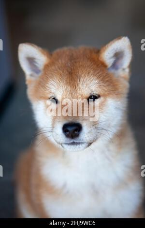 Doge or Shiba Inu the face of crypto currency and Elon musk Japanese dog Stock Photo