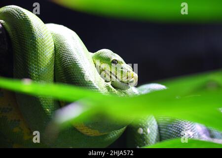 Closeup shot of a beautiful green phyton in the forest and the leaves in the foreground Stock Photo