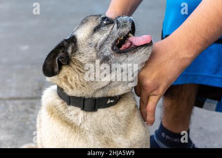 Old fawn pug with black ears looks up as his owner pats him under the chin and on the back (owner's hands visible). Stock Photo