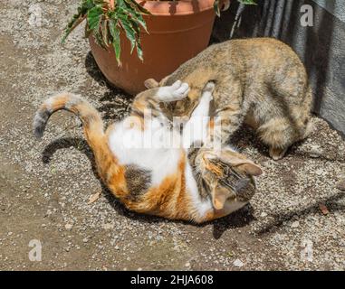 Two young cats wrestle on the ground, playing, fighting, or play fighting. Stock Photo