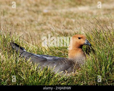 An adult female ruddy-headed Goose, Chloephaga rubidiceps, on her nest on New Island, Falkland. Stock Photo