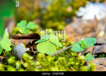 leaf of Oxalis acetosella or wood sorrel among the moss in a spruce forest, a young shoot of nettle has come up, selective focus Stock Photo