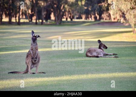 Two kangaroos on a golf course at sunset in Australia Stock Photo