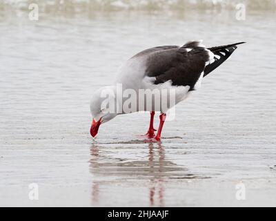 An adult dolphin gull, Leucophaeus scoresbii, at low tide on Saunders Island, Falklands. Stock Photo