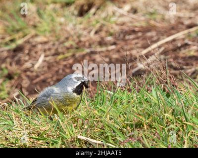 Adult male white-bridled finch, Melanodera melanodera, with worm on Carcass Island, Falkland Islands. Stock Photo