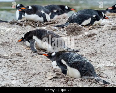 Gentoo penguins, Pygoscelis papua, at nesting site on Bull Point, East Island, Falklands. Stock Photo