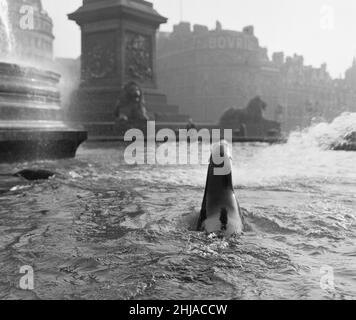 It was exactly 11.50am on a cold bright morning at Trafalgar Square when four 8 year old sea lions flipped and flapped their way down the steps at Trafalgar Square and leapt into the fountains below Nelson's Column. The four sea lions Billy, Hoola, Nanouk and Toto have bathed unashamedly in public in some of the best fountains in Europe. After all, when your a top circus sea lion , only the best is good enough. So when they came to London to appear at the Bertram Mills circus at Olympia, their trainer Fernand Danion thought of Trafalgar Square, London. 16th January 1964 Stock Photo