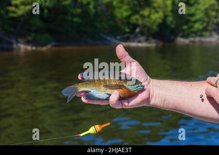 A bluegill caught with live bait on the Chippewa Flowage in northern Wisconsin. Stock Photo