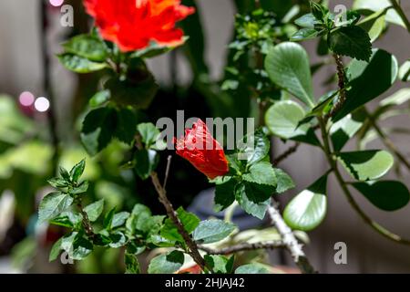 Red hibiscus in an outdoor garden in Rio de Janeiro. Stock Photo