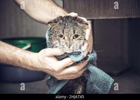 Scottish fold cat in a towel. Wet cat after bathing in a blue towel. Man's hands holding a wet cat in the bathroom Stock Photo