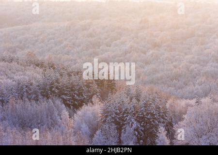 beautiful winter forest in the rays of the sun at dawn Stock Photo