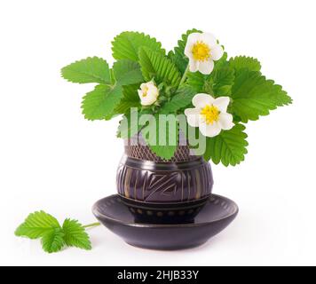 Strawberry leaves and flowers in vintage cup on white background. Leaves for herbal tea.