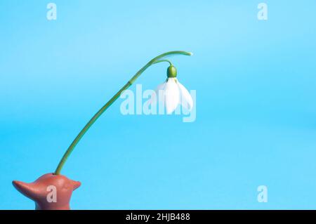 White snowdrop on a biue background First spring flowers. Stock Photo