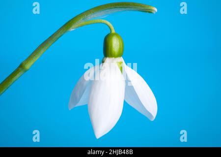 White snowdrop on a biue background First spring flowers. Stock Photo
