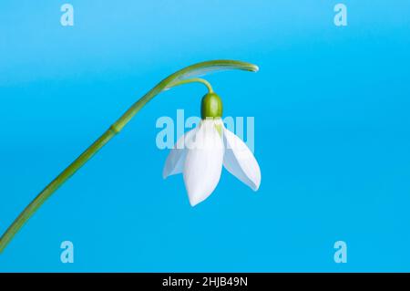 White snowdrop on a biue background First spring flowers. Stock Photo