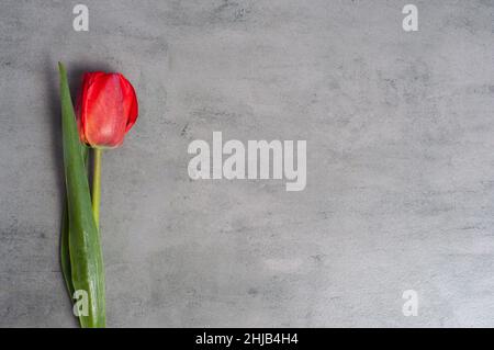 Fresh red tulip on grey background with copy space Stock Photo